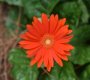 Gerber Daisy