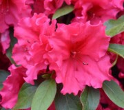 Azaleas Georgia style