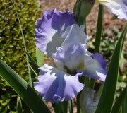 Bearded Iris Clarence