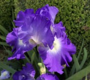 Bearded Iris City Lights