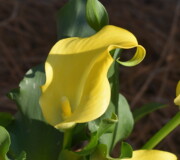 Calla Lily