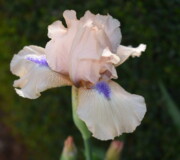 Bearded Iris Concertina