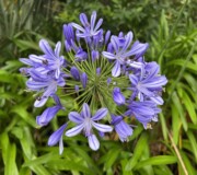 A New Zealand weed! (Agapanthus)