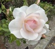 A rose from New Zealand